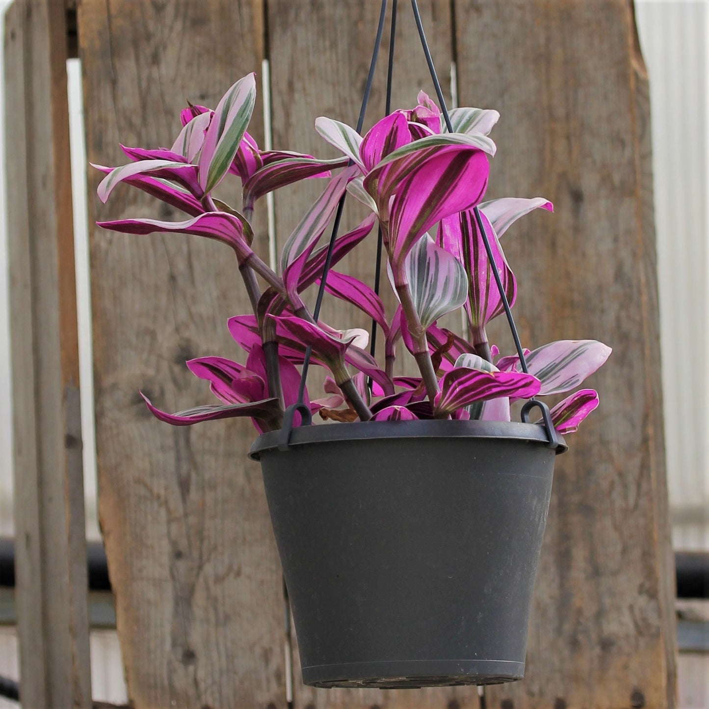 Tradescantia 'Nanouk'