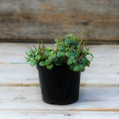 String of Turtles