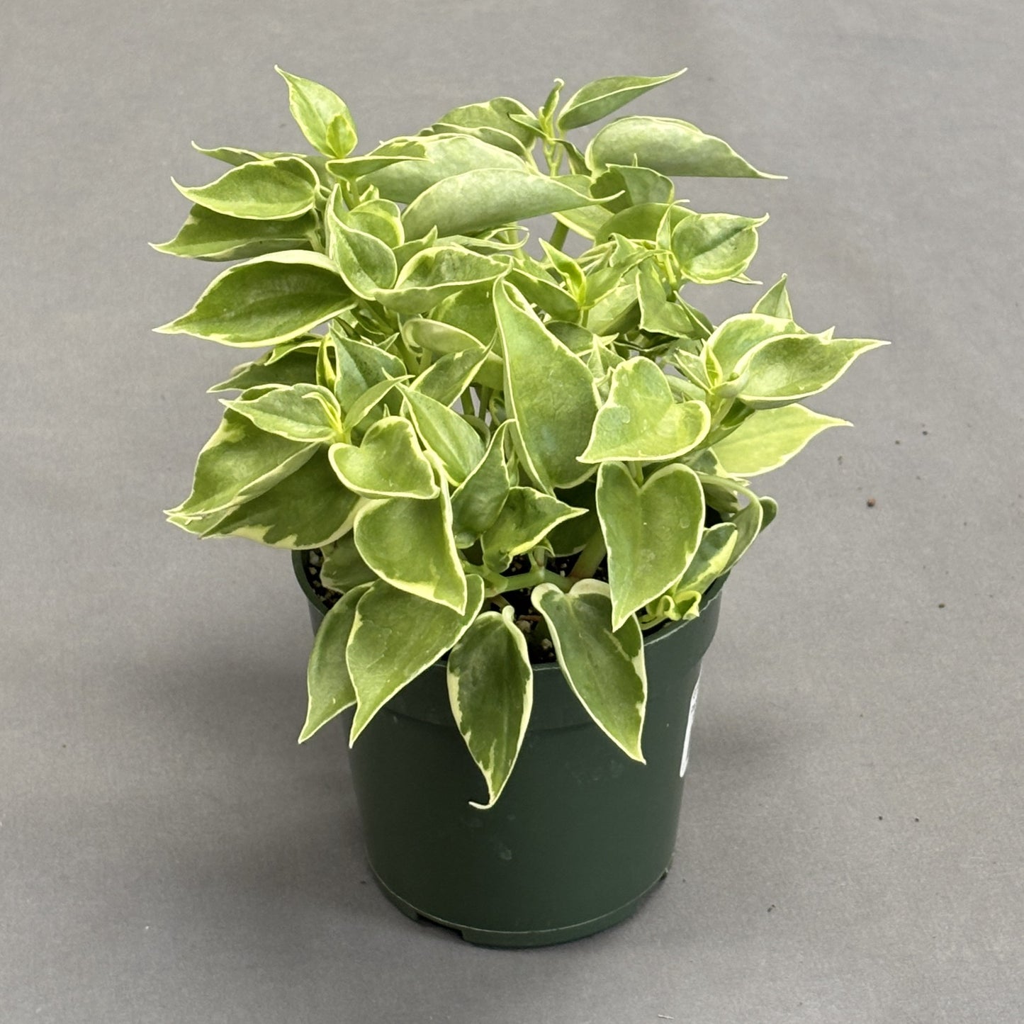 Peperomia 'Scandens'