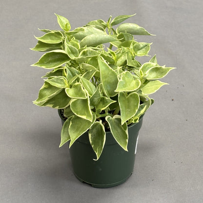 Peperomia 'Scandens'