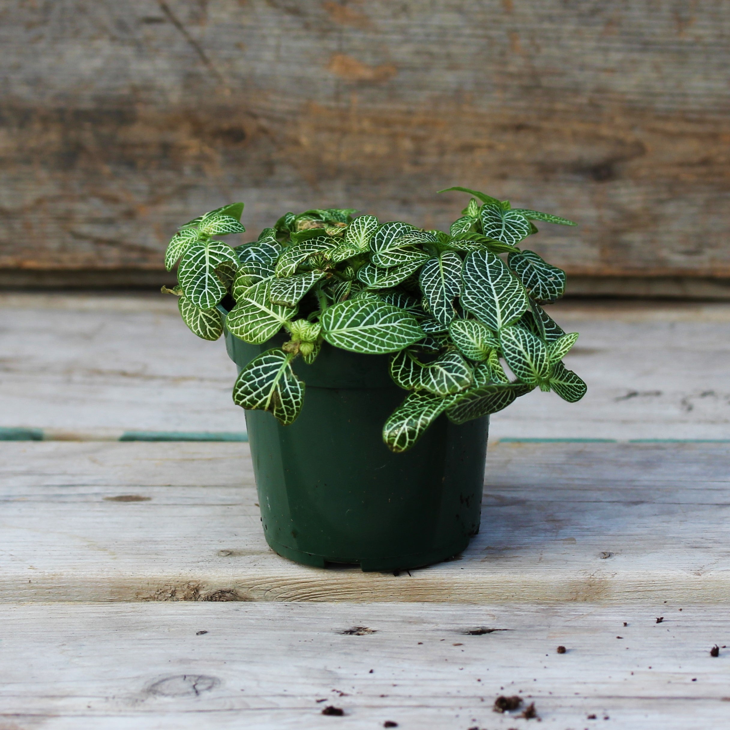 Nerve Plant