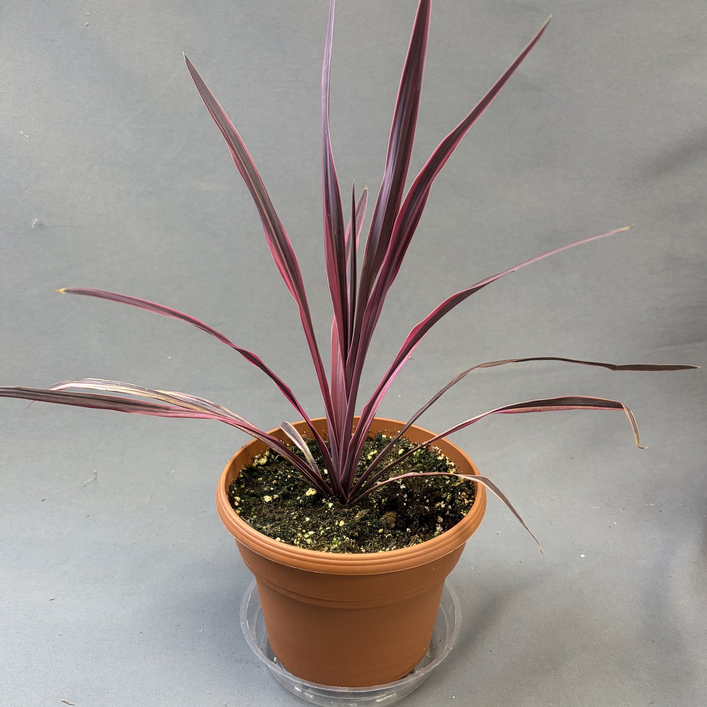 Cordyline 'Paso Doble'