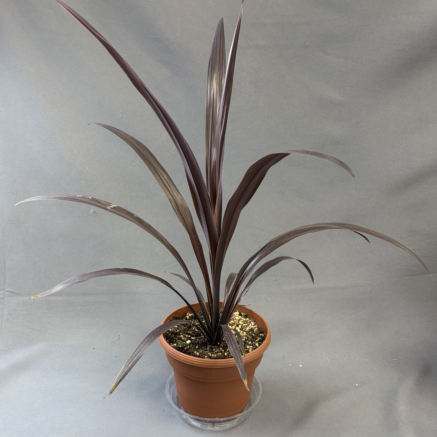 Cordyline 'Superstar'