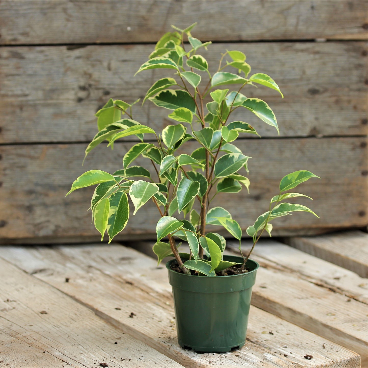 Ficus benjamina