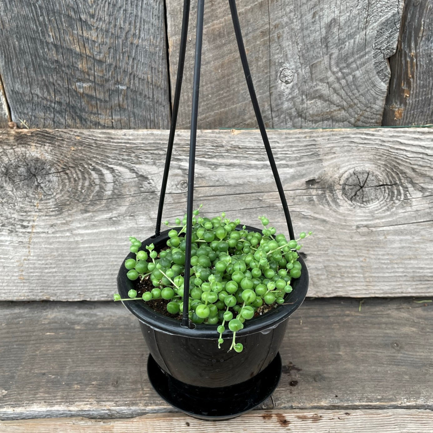 String of Pearls