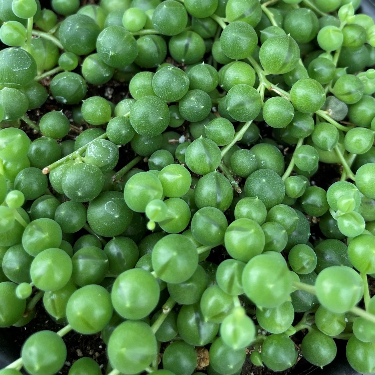 String of Pearls