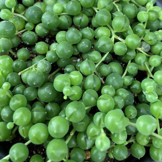 String of Pearls