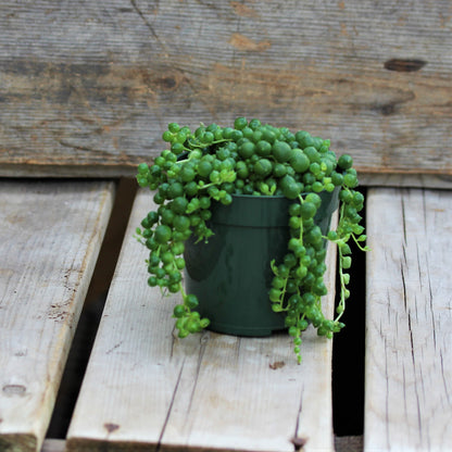 String of Pearls