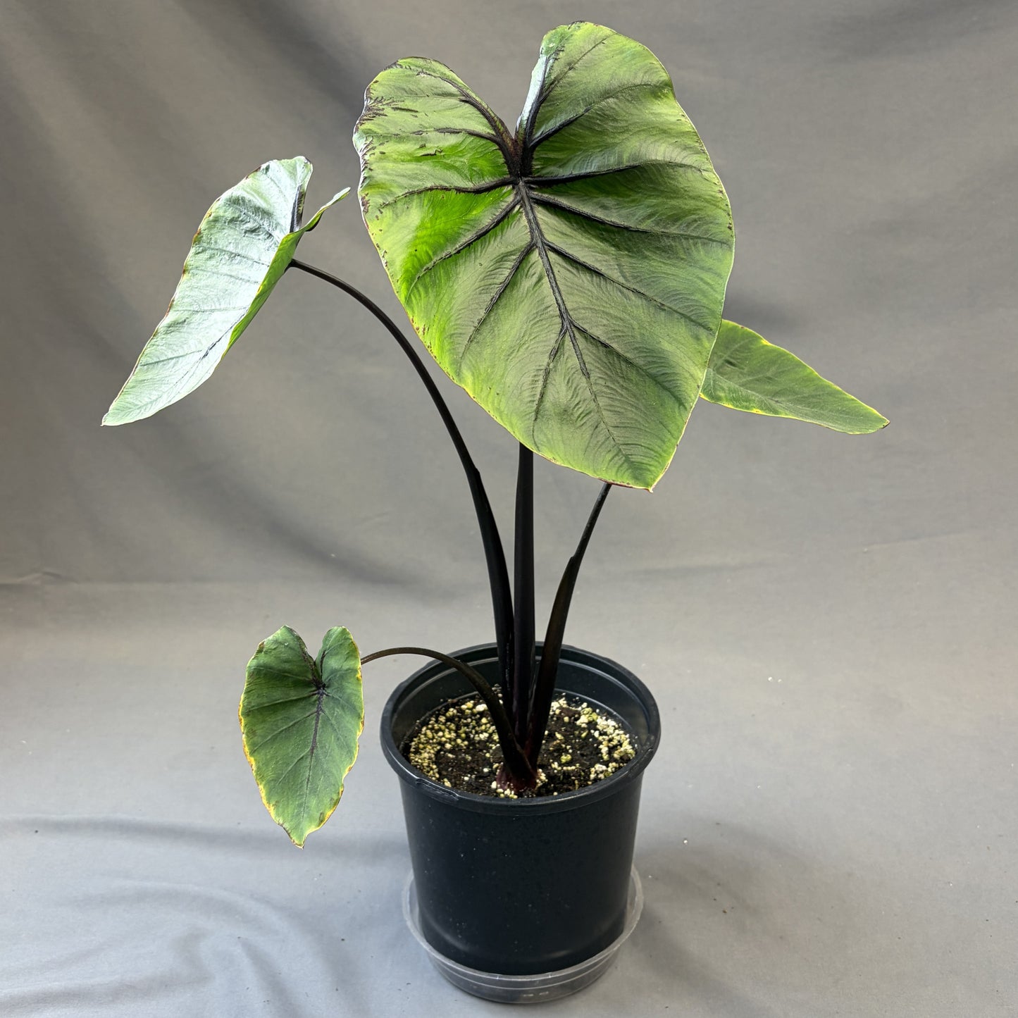 Colocasia