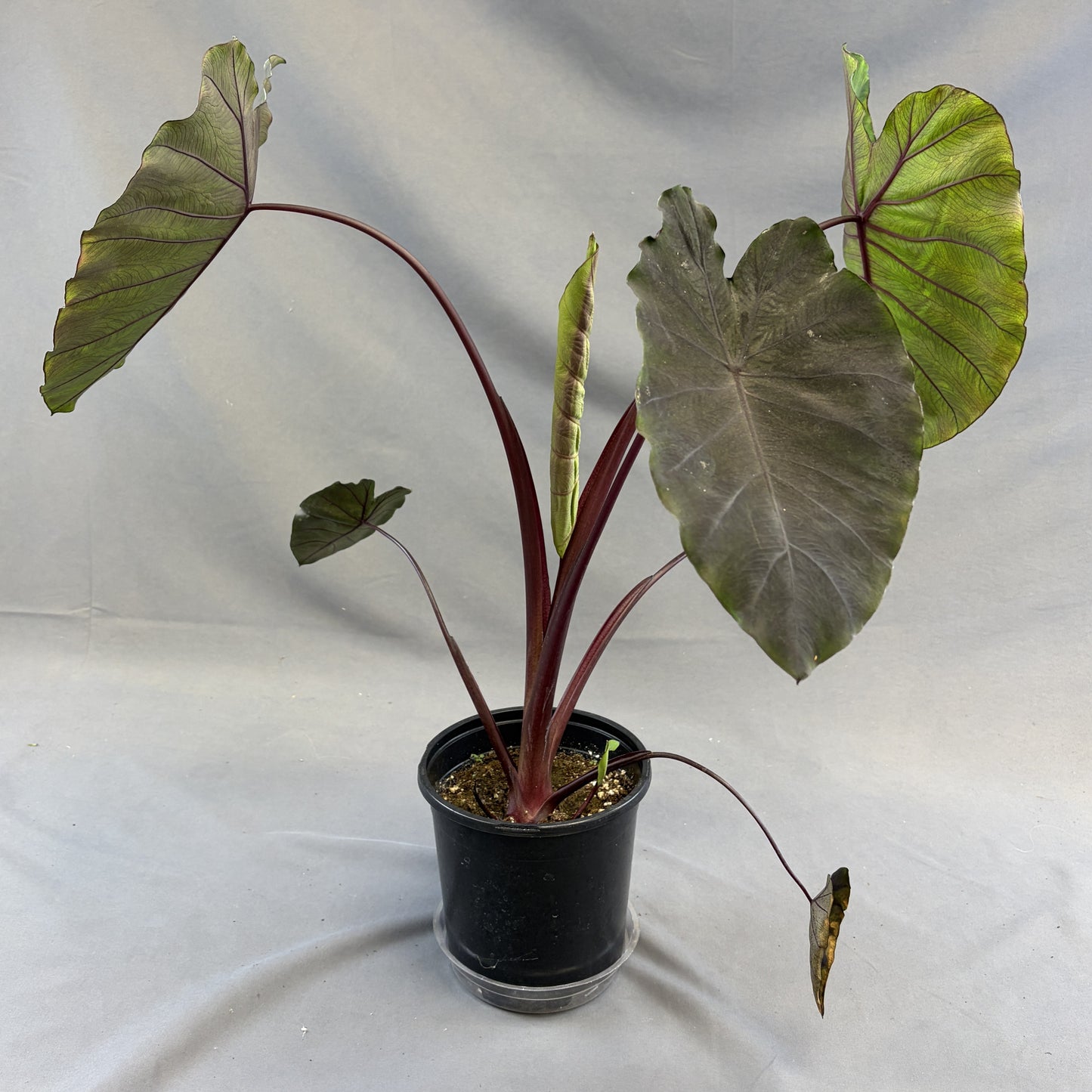 Colocasia