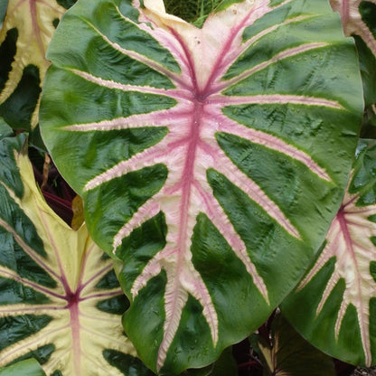 Colocasia