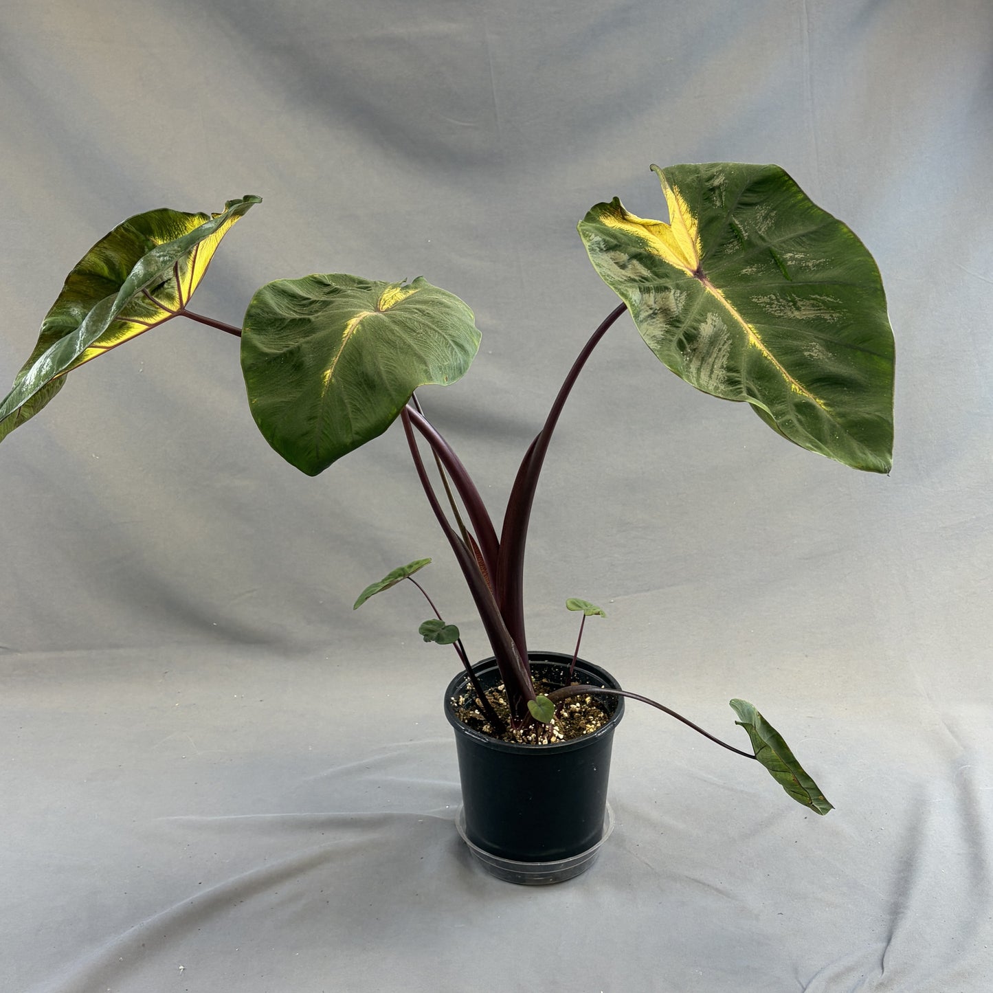 Colocasia