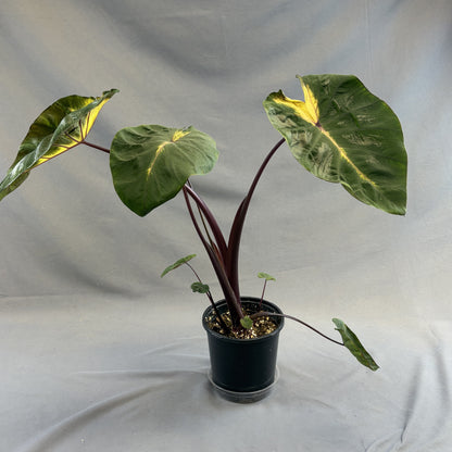 Colocasia