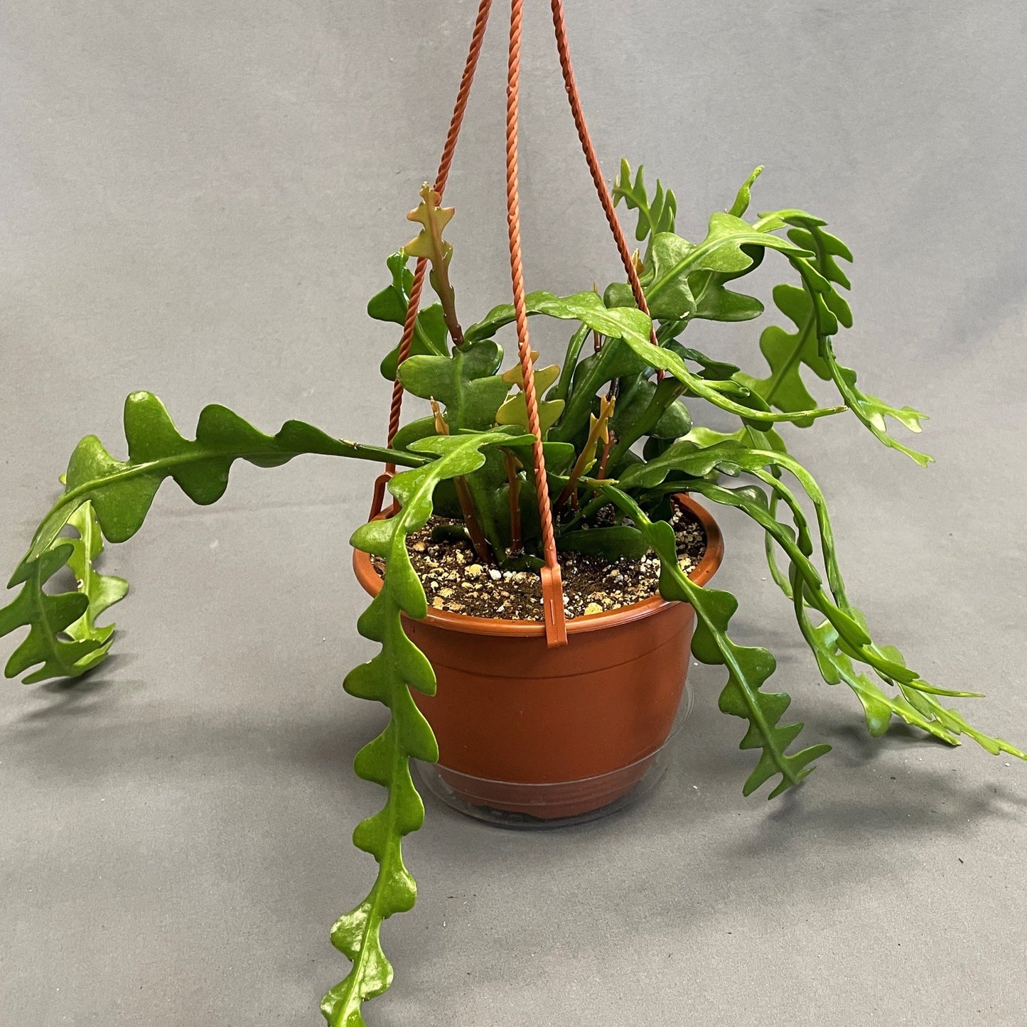 Zig Zag (Fishbone) Cactus