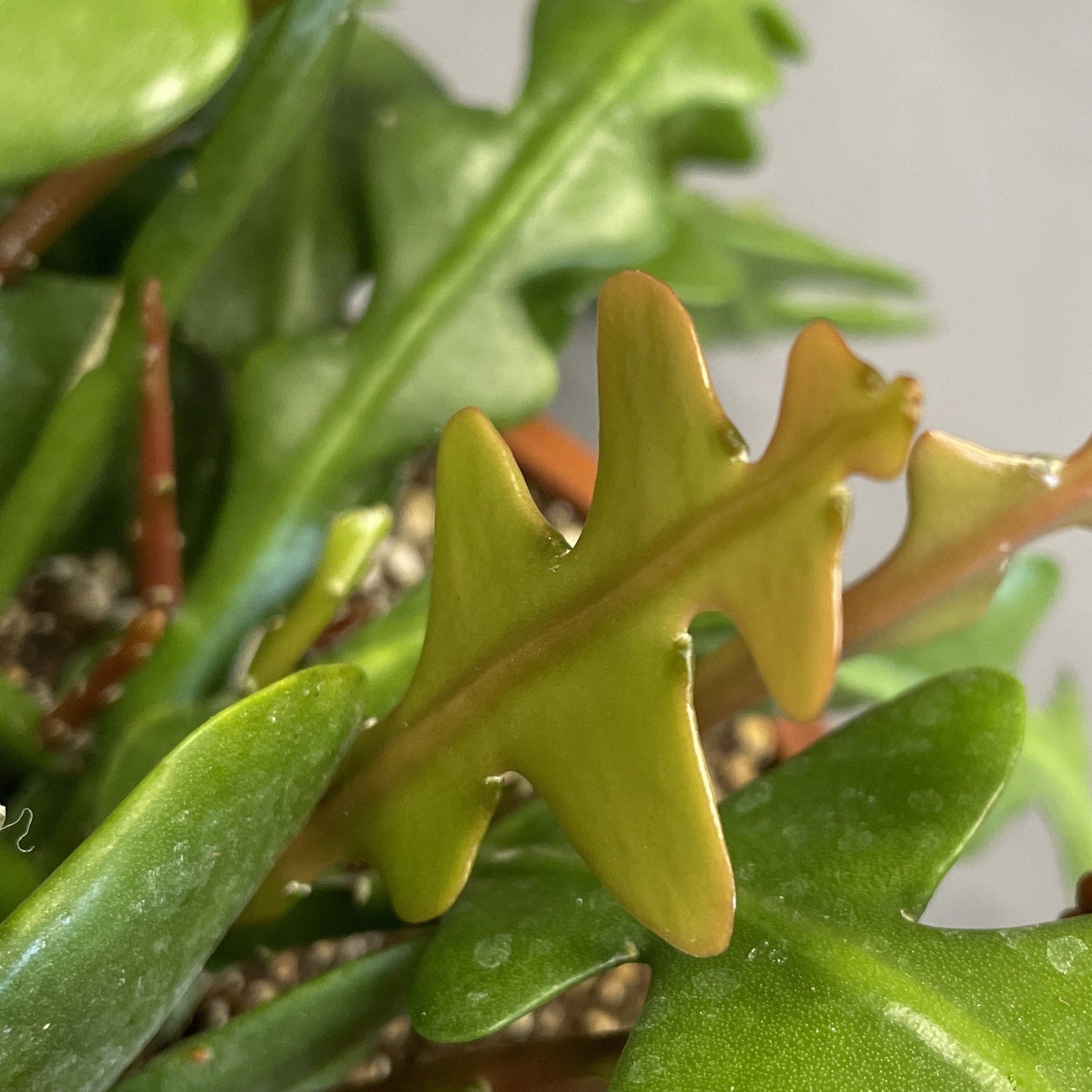 Zig Zag (Fishbone) Cactus