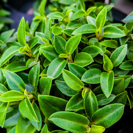 Peperomia 'Trinervula'
