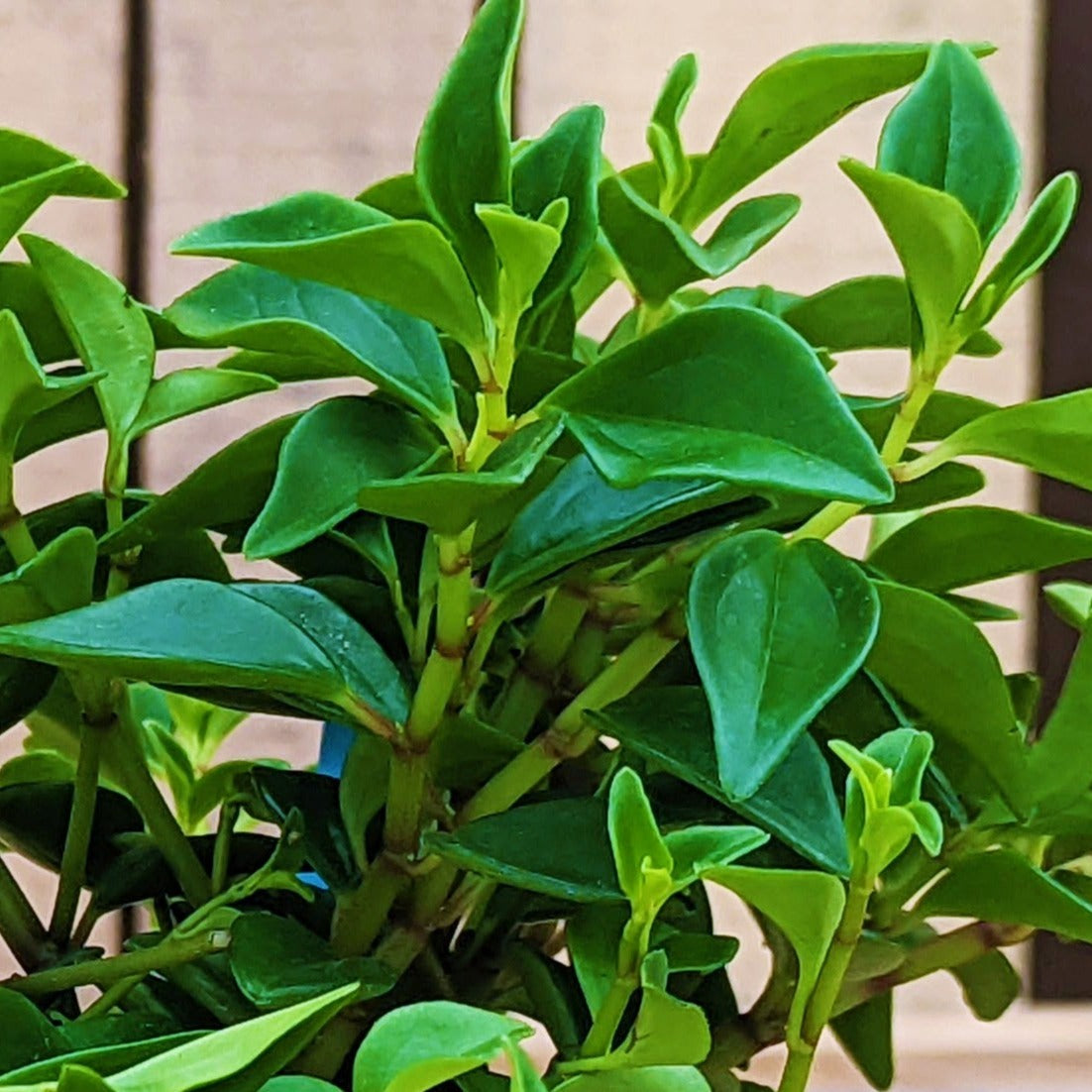 Peperomia 'Trinervula'