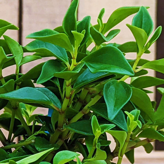 Peperomia 'Trinervula'