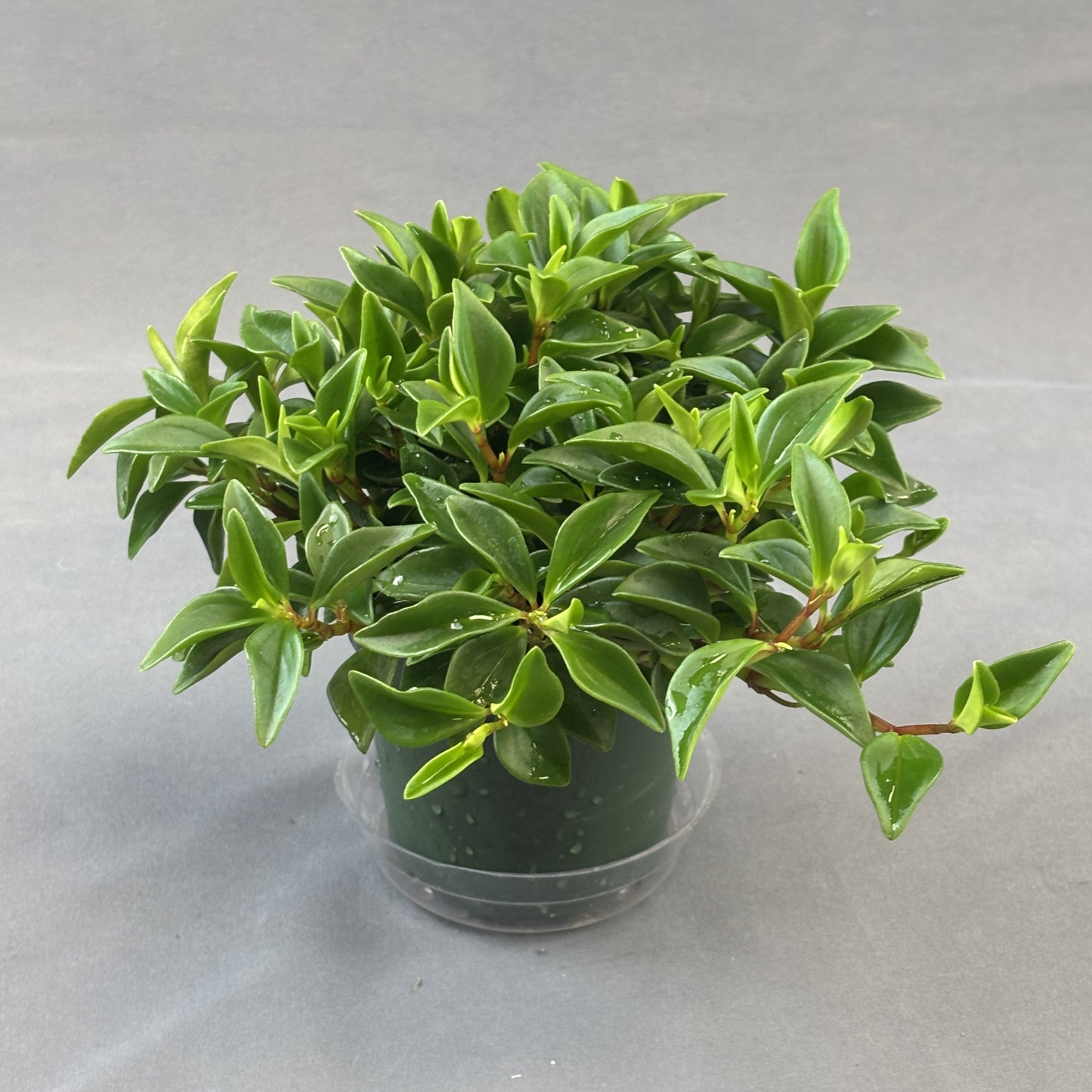 Peperomia 'Trinervula'
