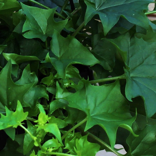 German Ivy