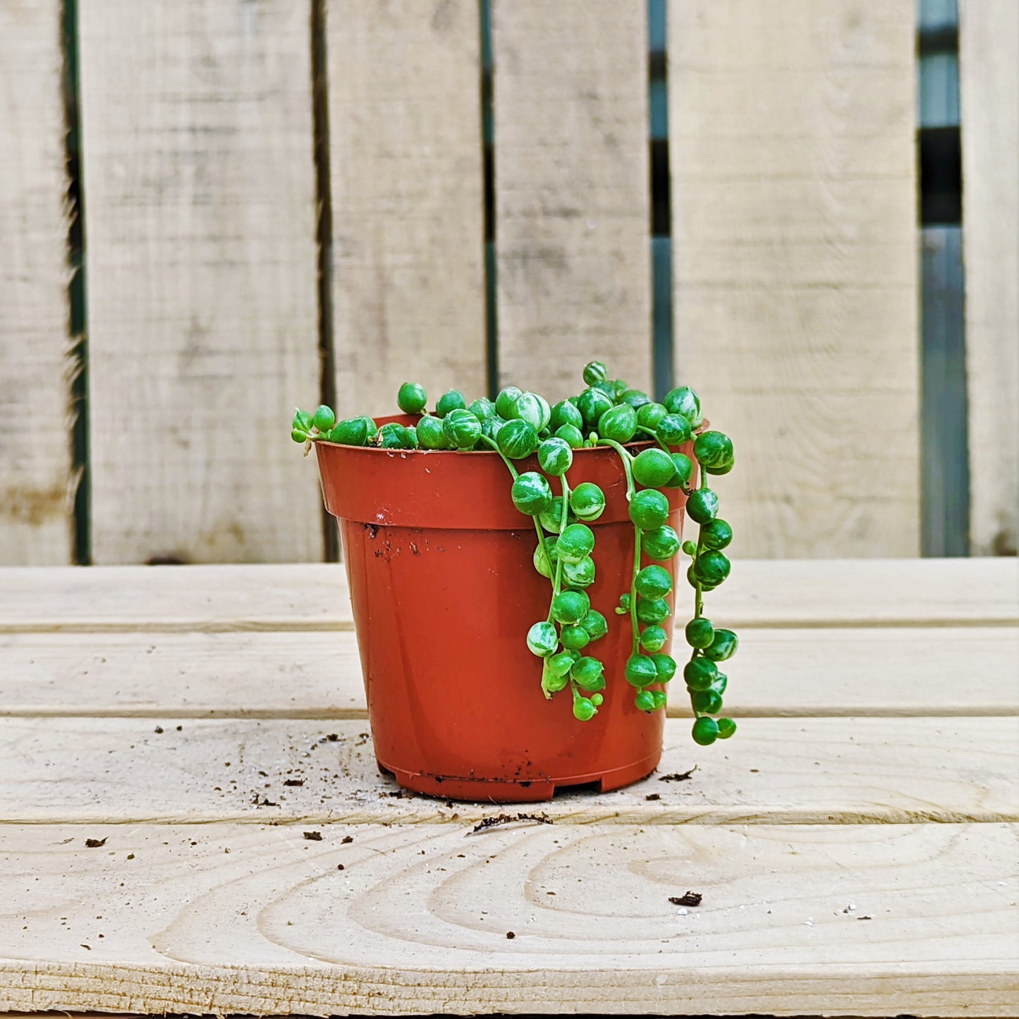 String of Pearls