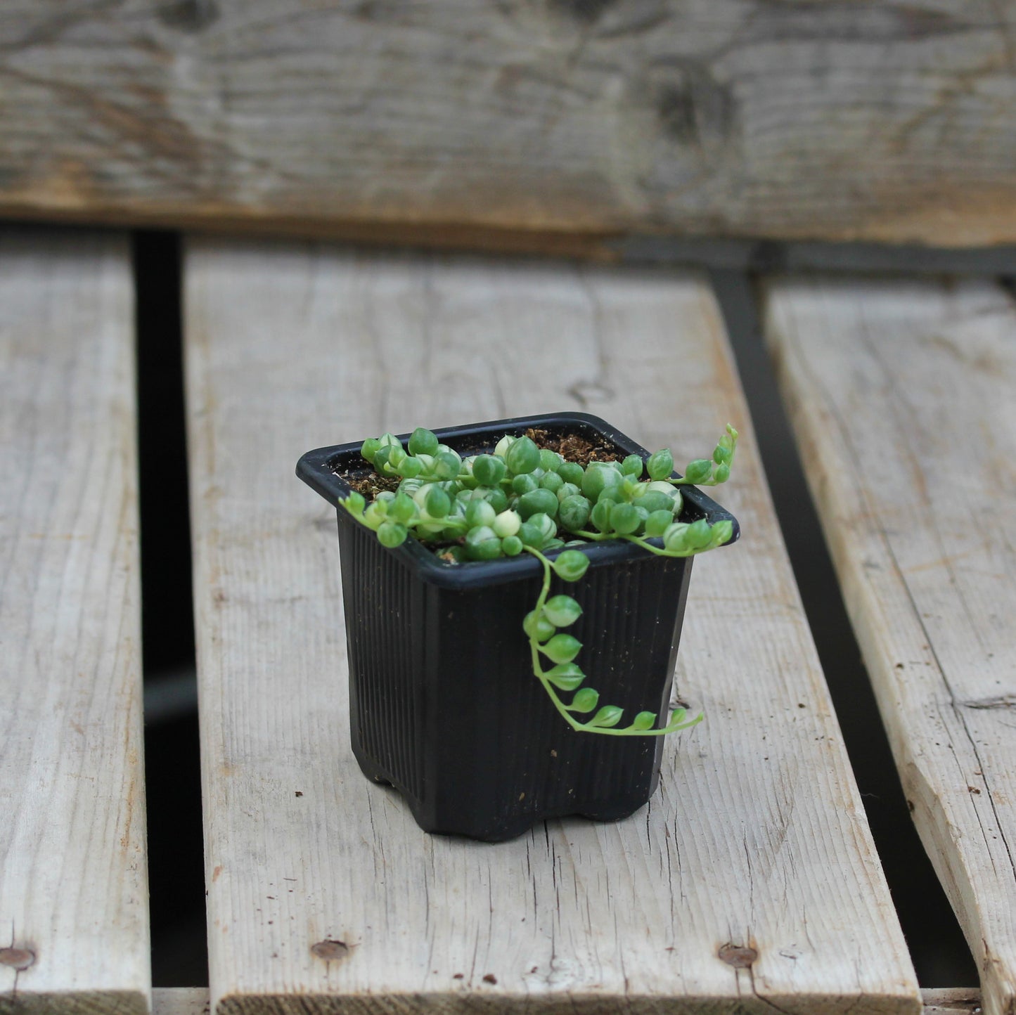 String of Pearls