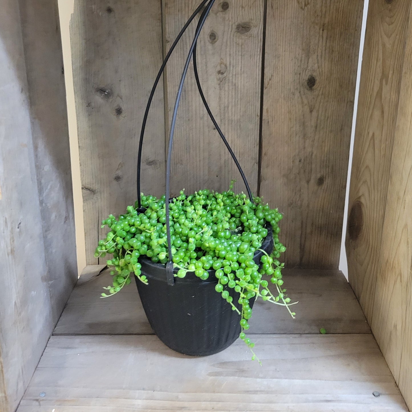 String of Pearls