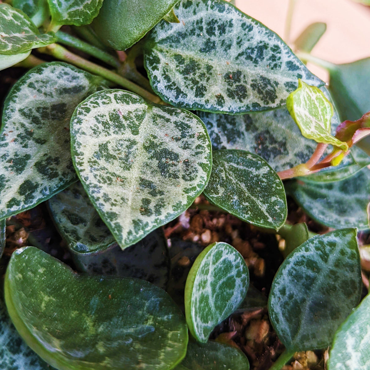 String-of-Spades – Scott's Nursery Ltd.