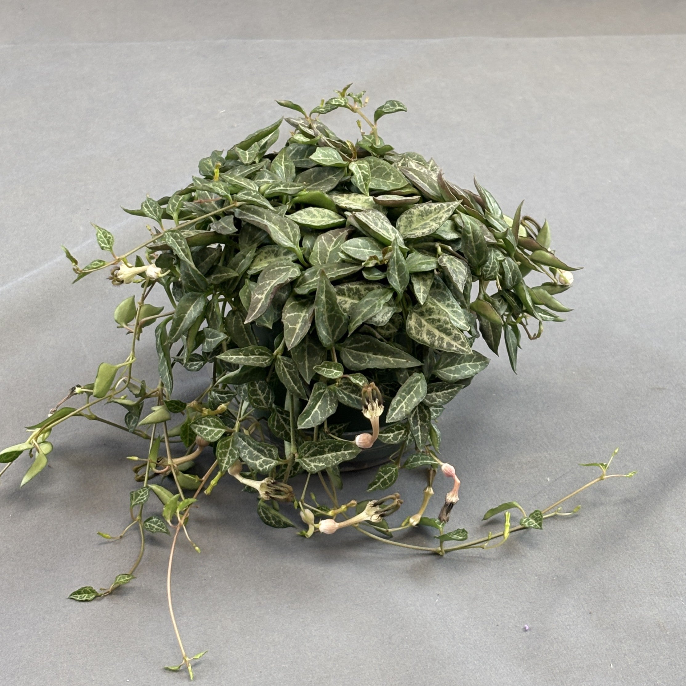 String-of-Spades