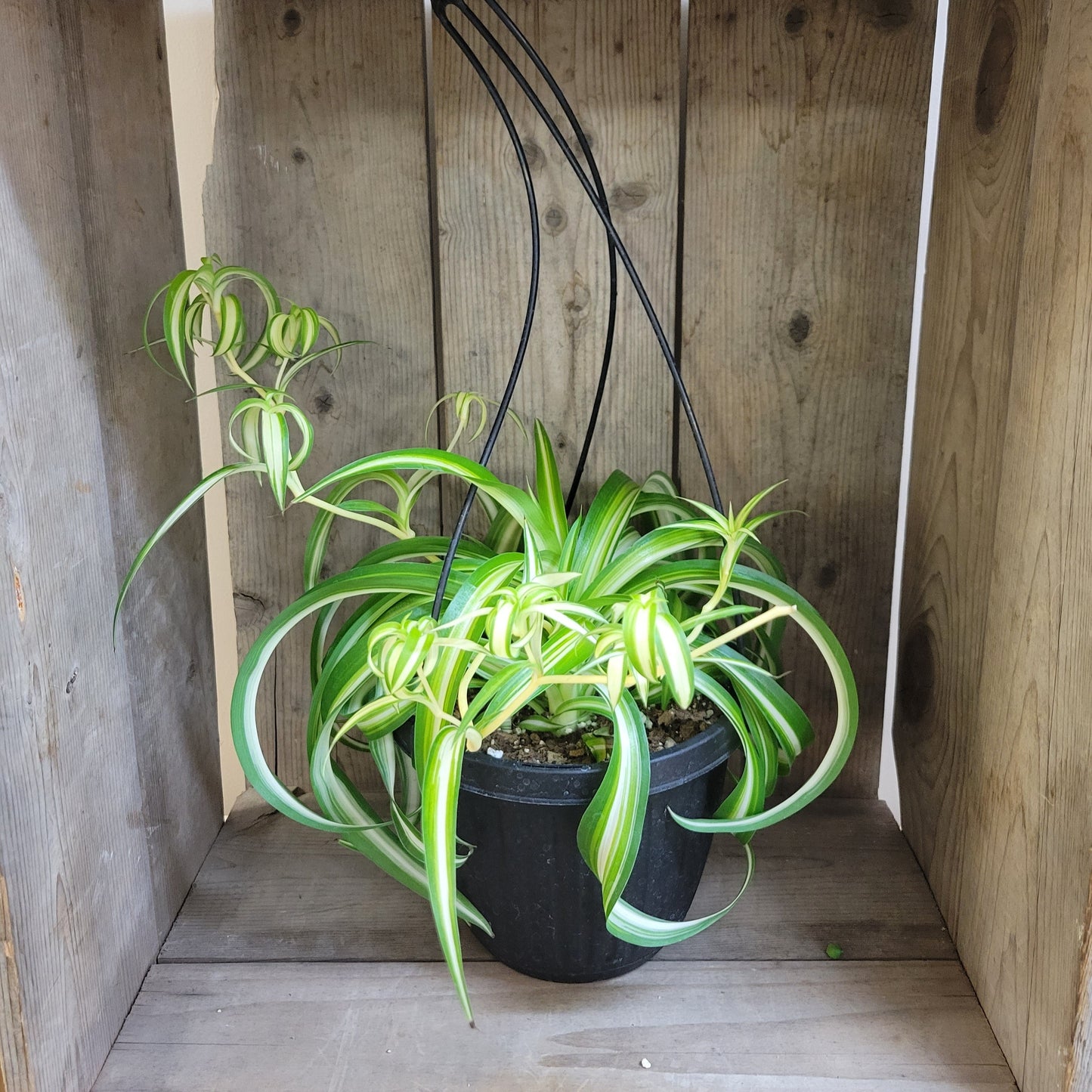 Spider Plant 'Curly Bonnie'