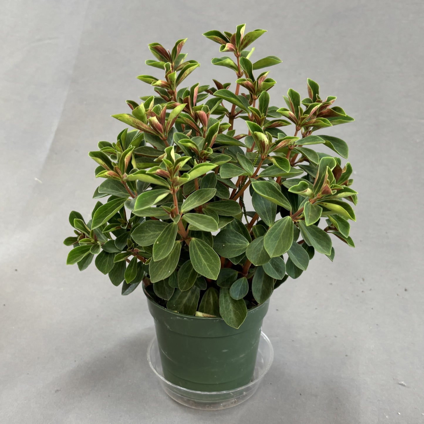 Peperomia 'Double Duty'