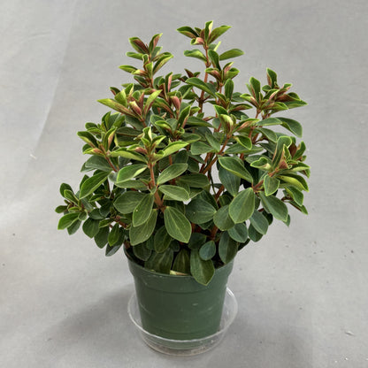 Peperomia 'Double Duty'