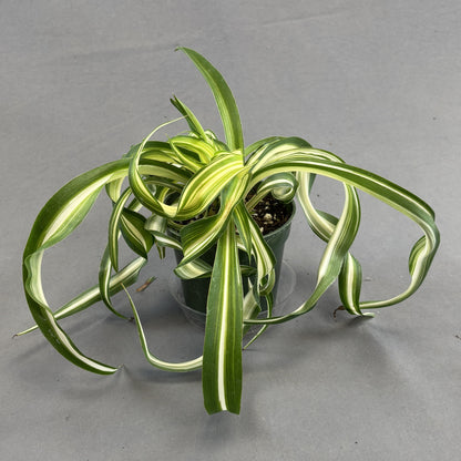 Spider Plant 'Curly Bonnie'