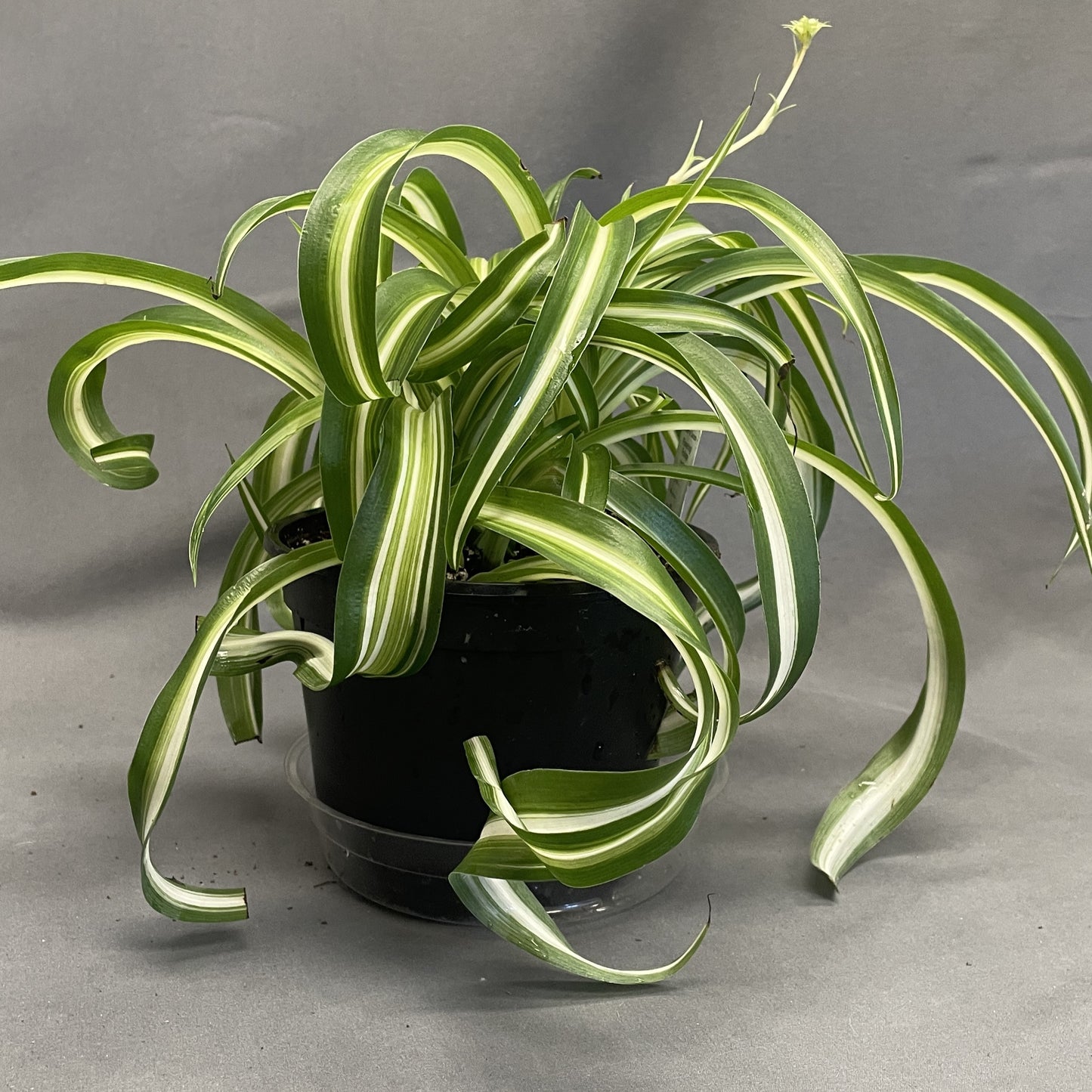 Spider Plant 'Curly Bonnie'