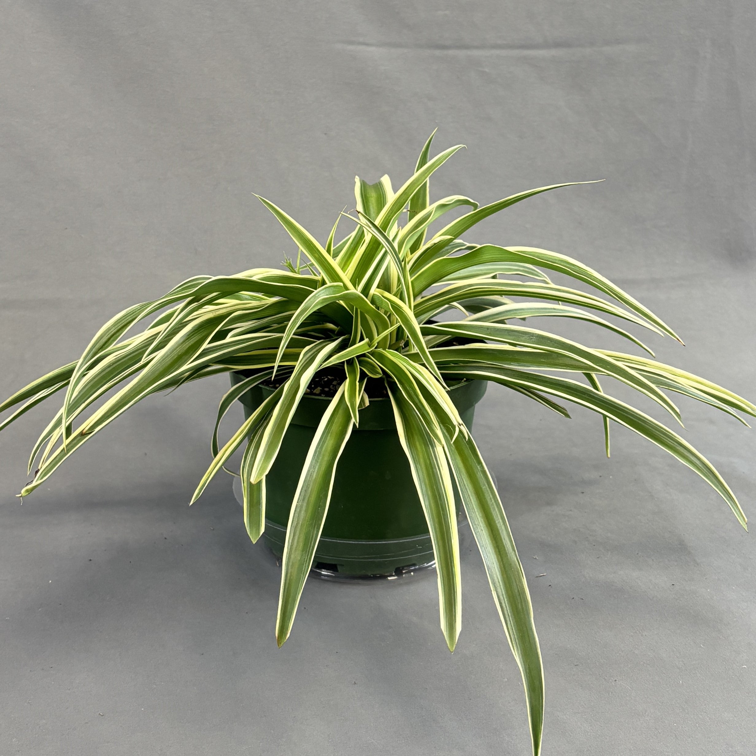 spider plant monocot or dicot Spider Plant