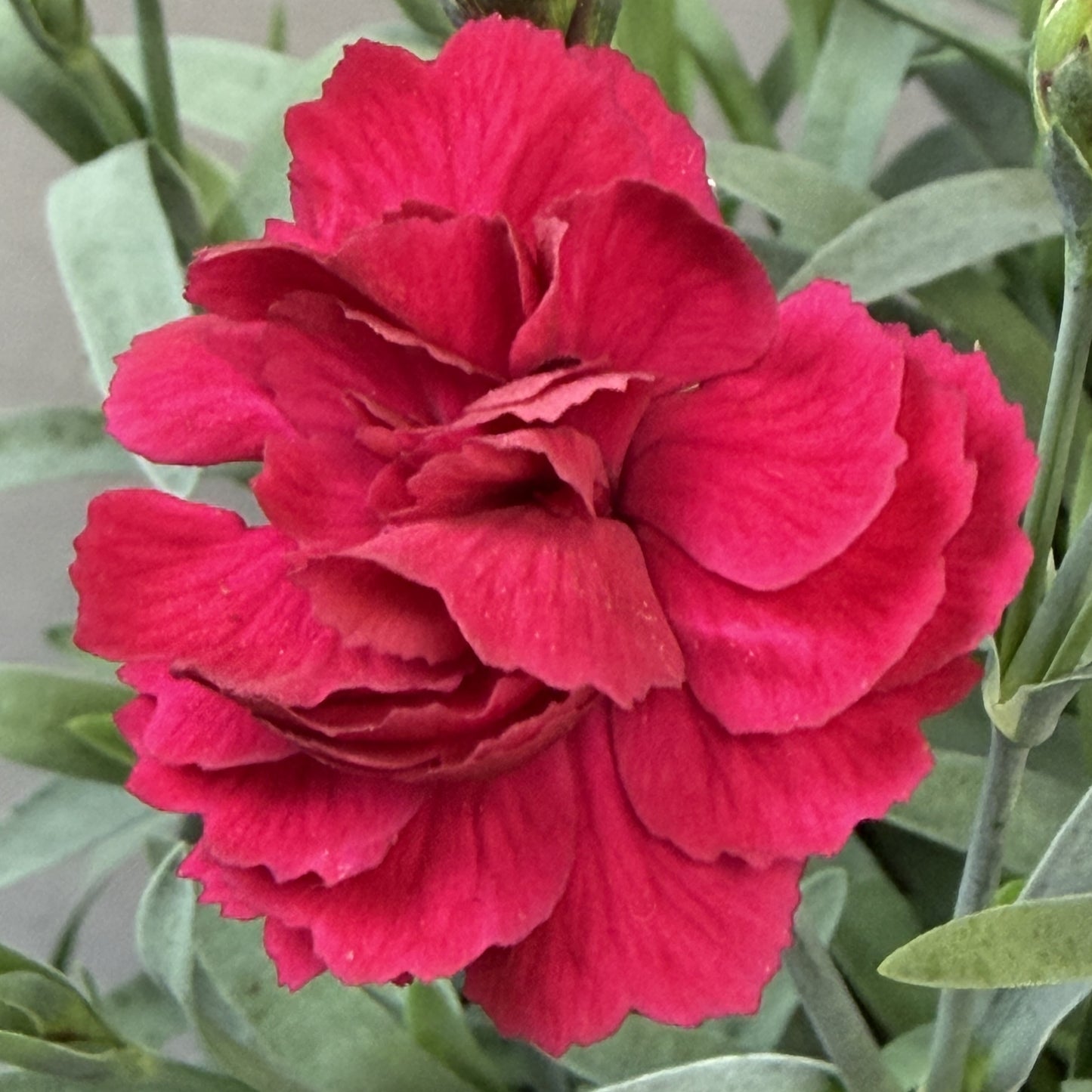 Dianthus Assorted