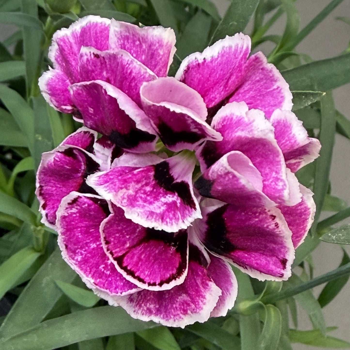 Dianthus Assorted