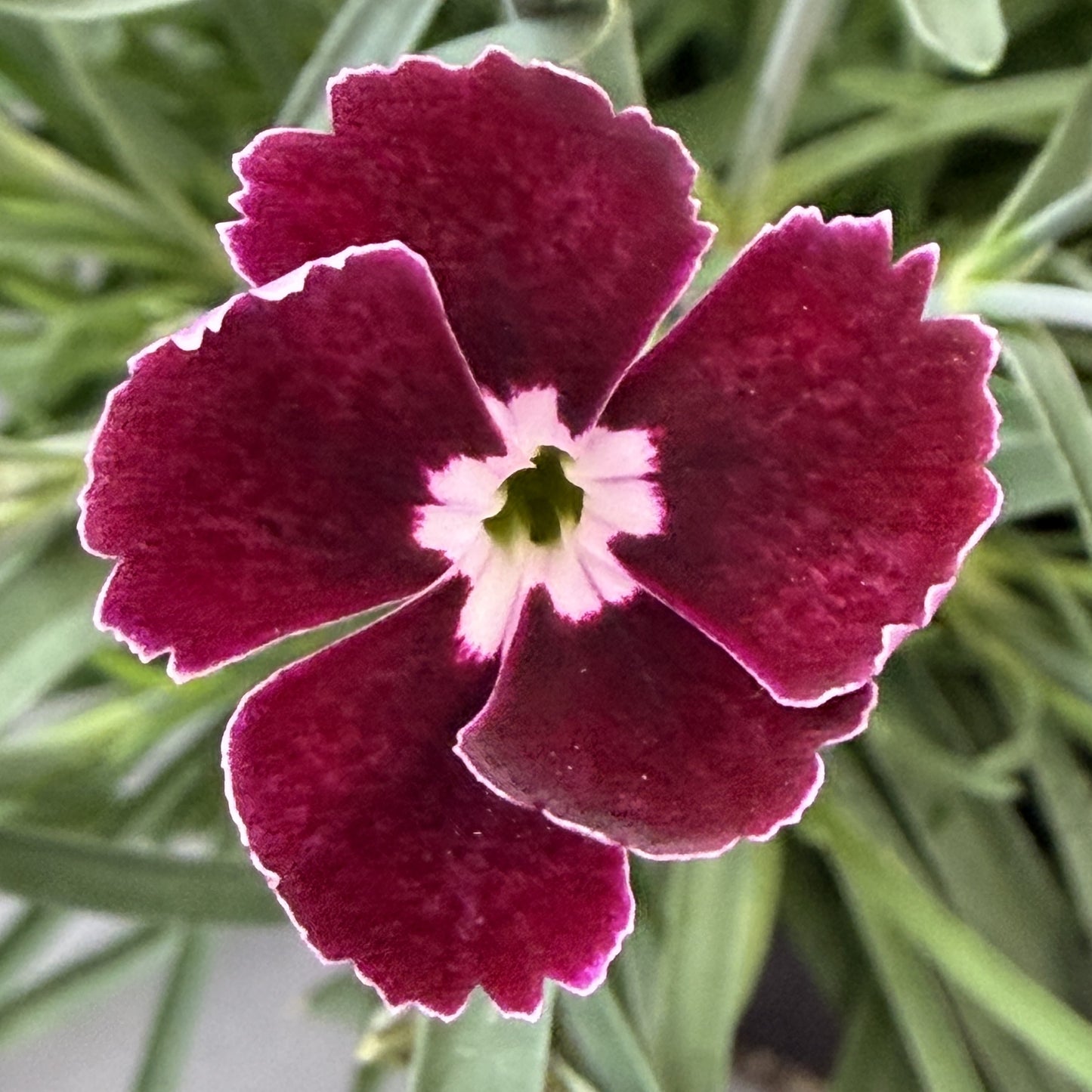 Dianthus Assorted