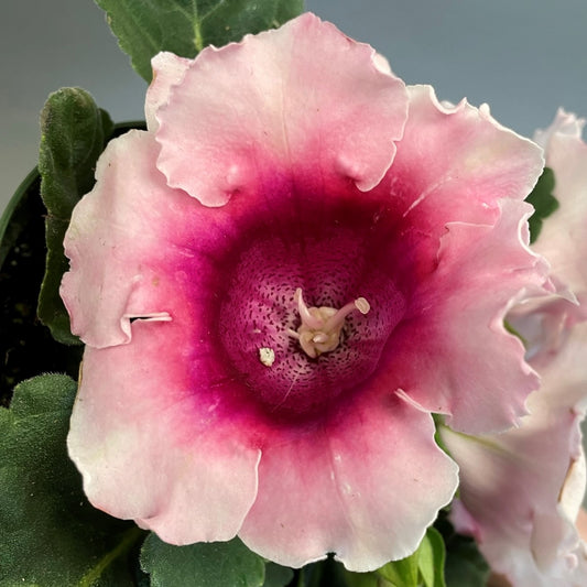Sinningia speciosa (Gloxinia)