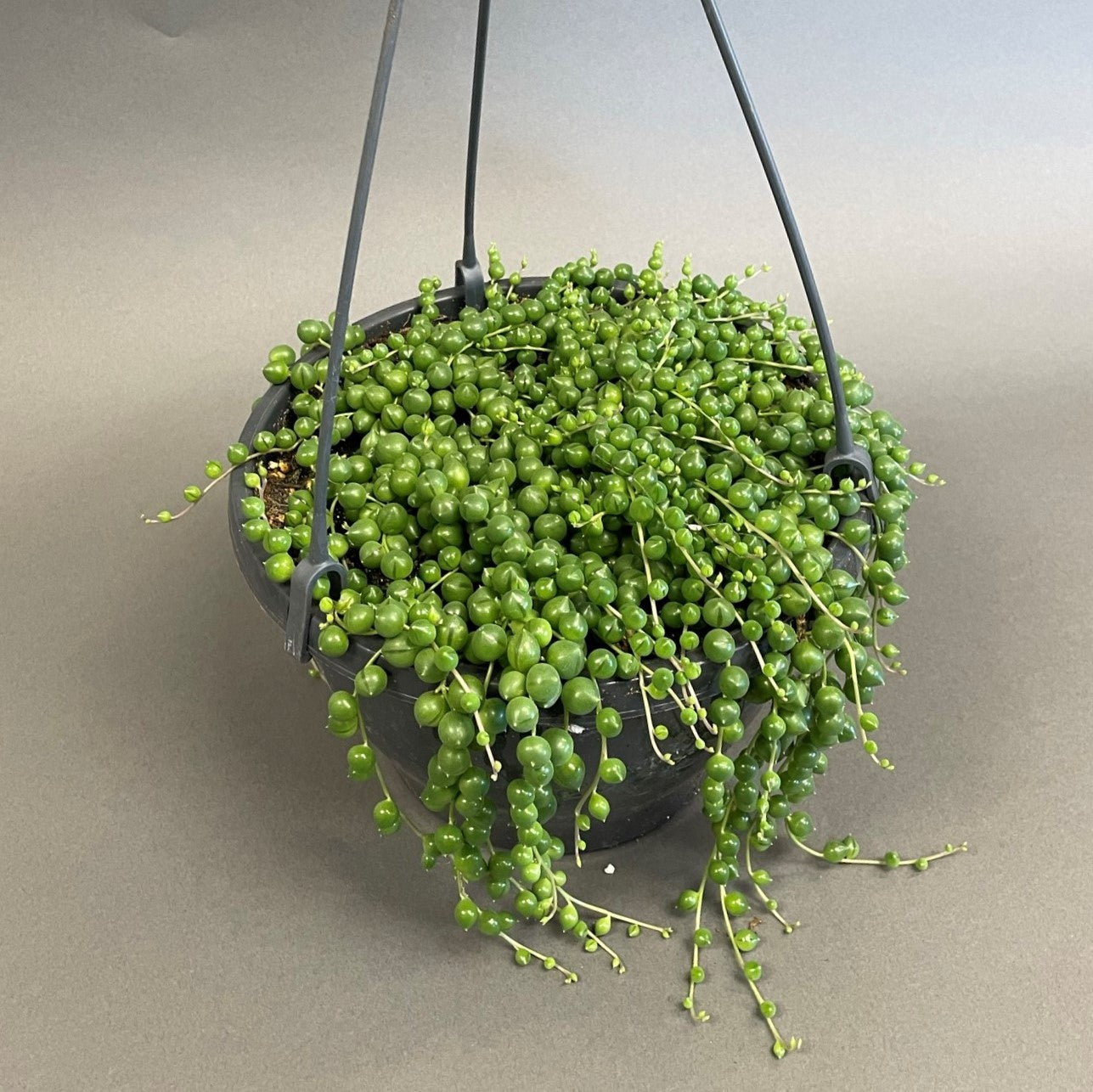 String of Pearls