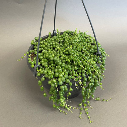 String of Pearls