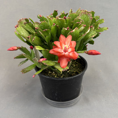 Christmas/Thanksgiving Cactus