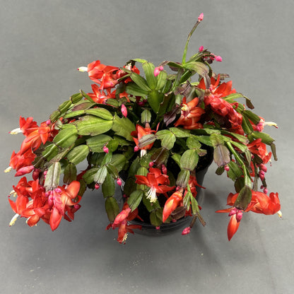 Christmas/Thanksgiving Cactus