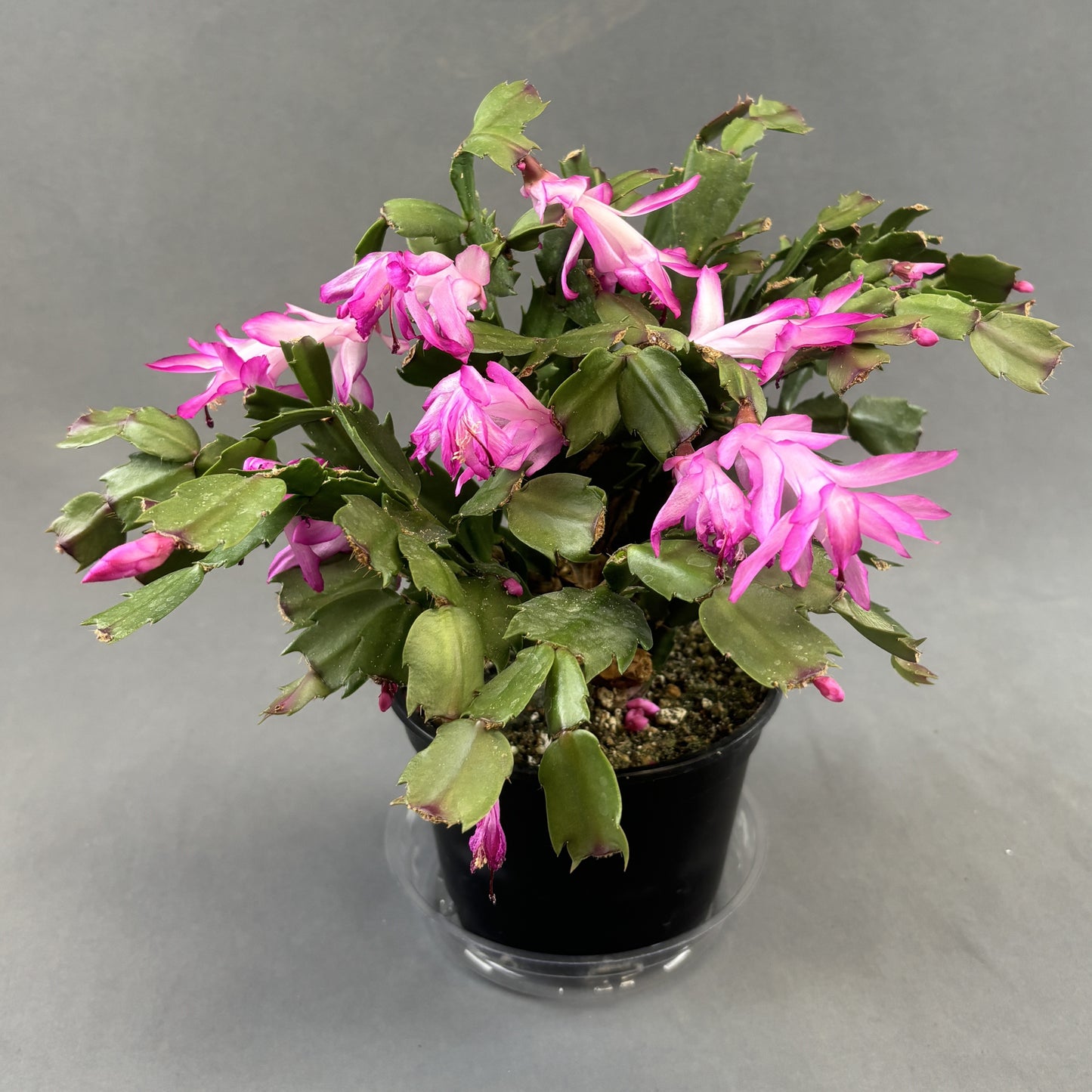 Christmas/Thanksgiving Cactus
