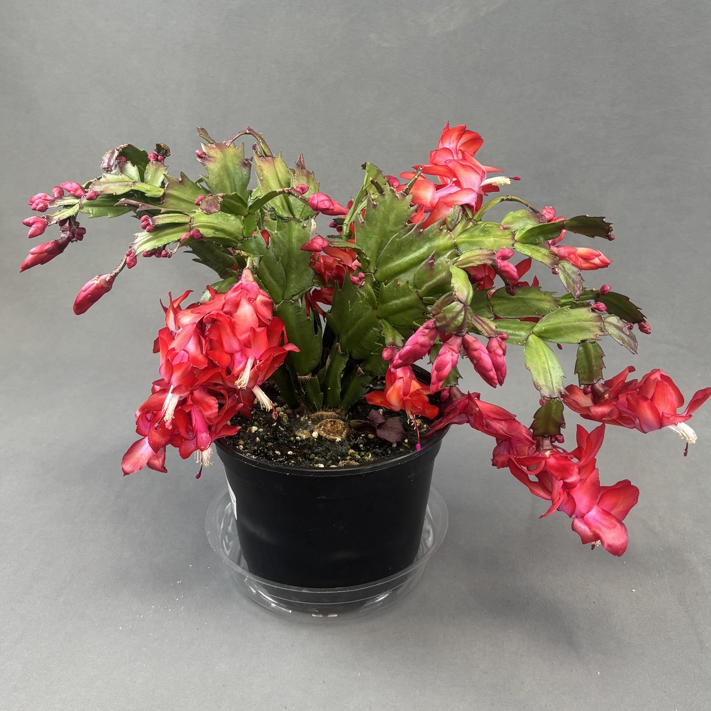 Christmas/Thanksgiving Cactus