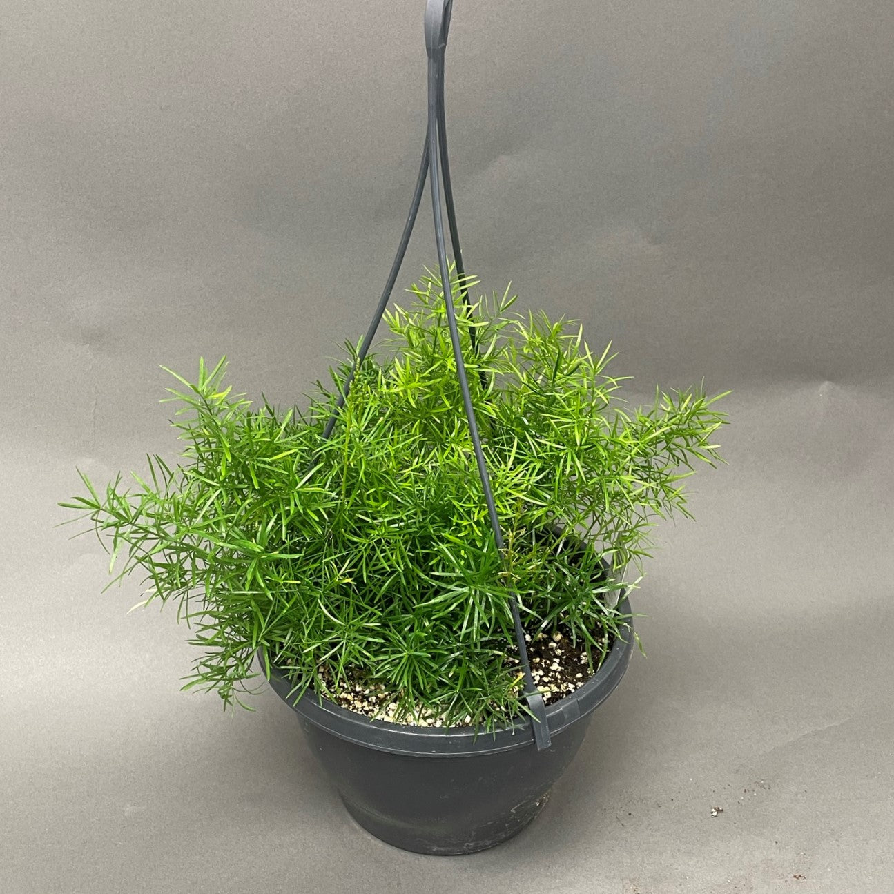 Asparagus Fern 'Sprengeri'