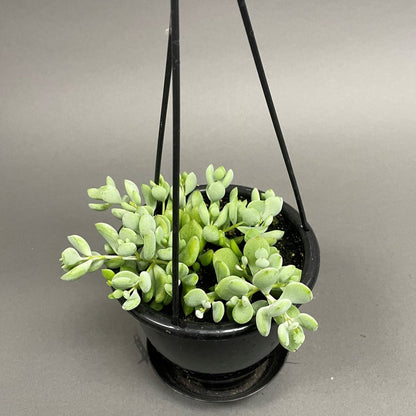 Cotyledon Pendens