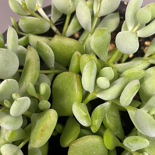 Cotyledon Pendens