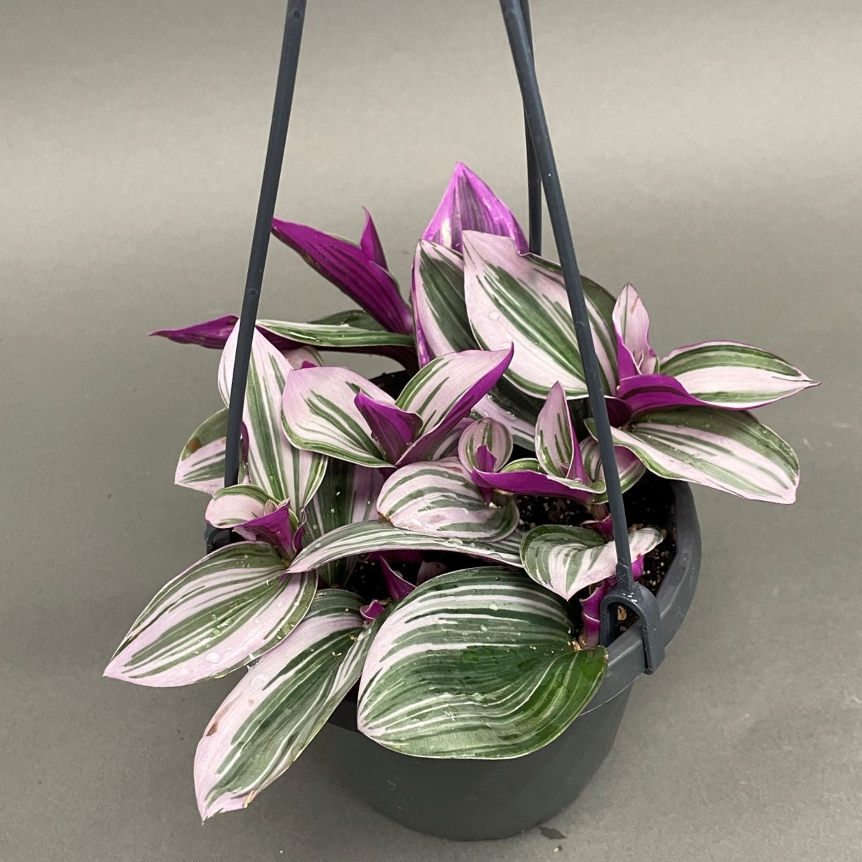 Tradescantia 'Nanouk'