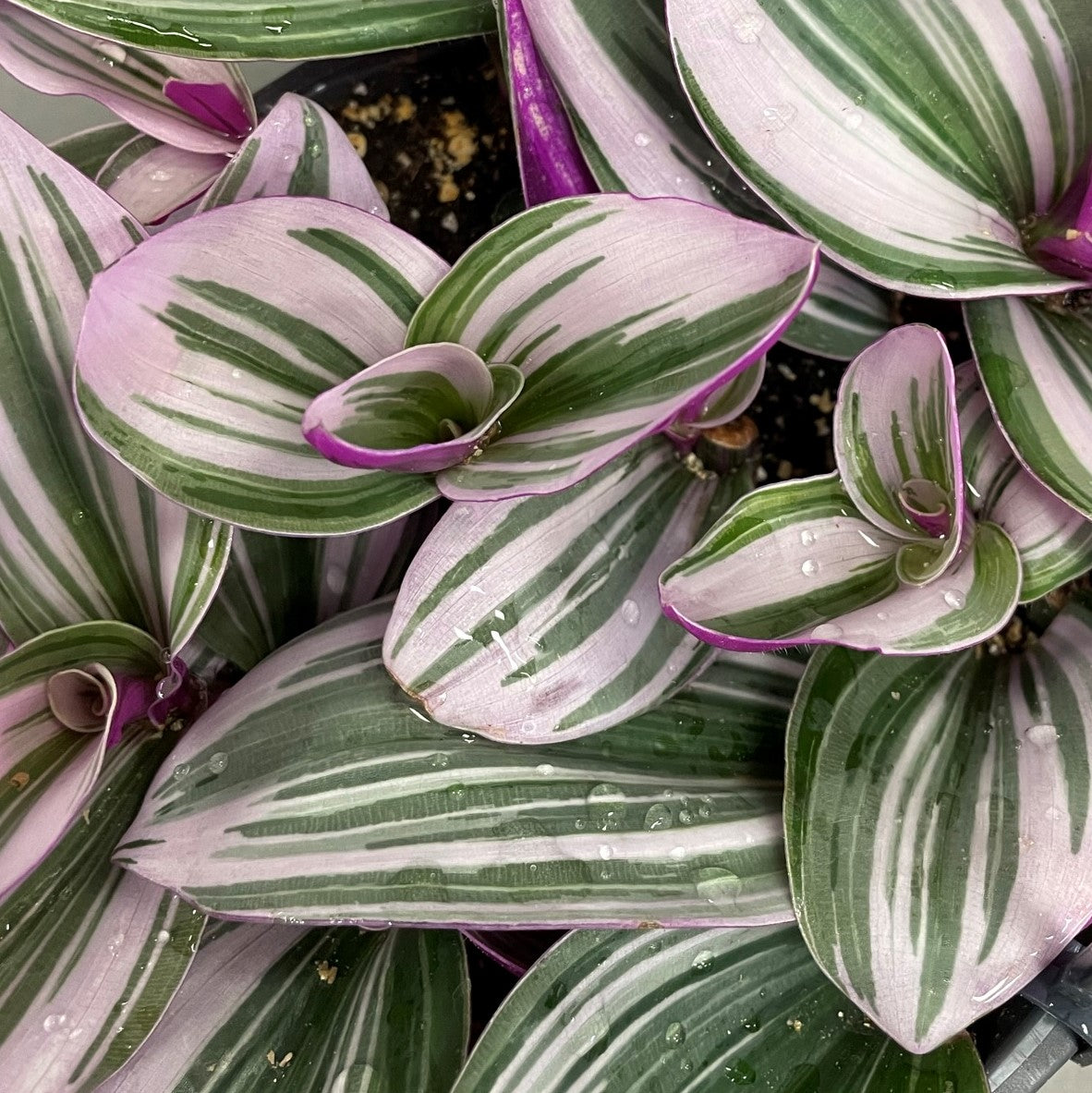 Tradescantia 'Nanouk'